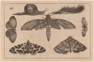 Sześć owadów, gąsienica i ślimak autorstwa Wenceslaus Hollar
