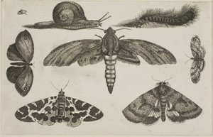 Sześć owadów, gąsienica i ślimak autorstwa Wenceslaus Hollar