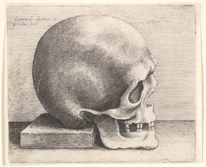 Czaszka z profilu po prawej, 1645. autorstwa Wenceslaus Hollar