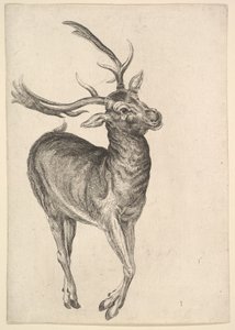 Jeleń, 1625-77. autorstwa Wenceslaus Hollar