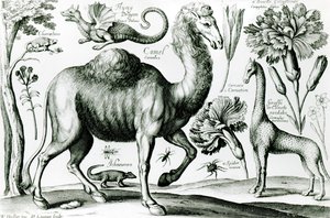Studium zwierząt i kwiatów, grawerowane przez D. Loggan autorstwa Wenceslaus Hollar