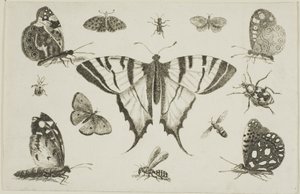 Motyl jaskółczy ogon i dwanaście innych owadów autorstwa Wenceslaus Hollar