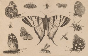 Motyl jaskółczy ogon i dwanaście innych owadów. autorstwa Wenceslaus Hollar