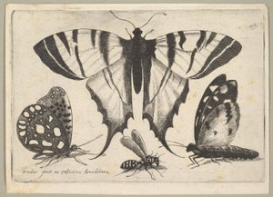 Trzy motyle i osa, 1646. autorstwa Wenceslaus Hollar