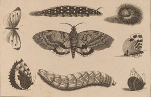 Trzy gąsienice, ćma i cztery motyle. autorstwa Wenceslaus Hollar