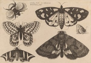 Trzy ćmy, dwa motyle i trzmiel, 1646. autorstwa Wenceslaus Hollar