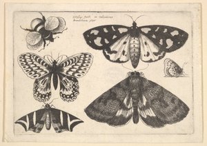 Trzy ćmy, dwa motyle i trzmiel, 1646. autorstwa Wenceslaus Hollar