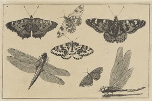 Dwie ważki i pięć motyli Różne owady (tytuł serii) Diversae Insectorum (tytuł serii) autorstwa Wenceslaus Hollar