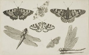 Dwie ważki i pięć motyli autorstwa Wenceslaus Hollar