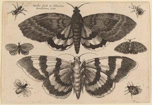 Dwie ćmy i sześć owadów autorstwa Wenceslaus Hollar