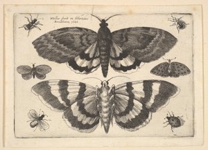 Dwa ćmy i sześć owadów, 1645. autorstwa Wenceslaus Hollar