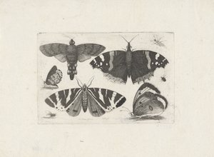 Cztery motyle, ćma, dwa chrząszcze i mucha autorstwa Wenceslaus Hollar