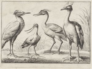 Cztery ptaki brodzące Różne ptaki (tytuł serii) autorstwa Wenceslaus Hollar