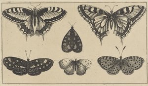 Pięć motyli i ćma Różne owady (tytuł serii) Diversae Insectorum (tytuł serii) autorstwa Wenceslaus Hollar