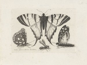 Motyle i osa Owady (tytuł serii) Muscarum Scarabeorum (tytuł serii) autorstwa Wenceslaus Hollar