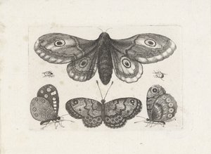 Motyle, chrząszcze i ćma Owady (tytuł serii) Muscarum Scarabeorum (tytuł serii) autorstwa Wenceslaus Hollar