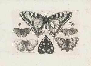 Motyle, chrząszcze i ćma Owady (tytuł serii) Muscarum Scarabeorum (tytuł serii) autorstwa Wenceslaus Hollar