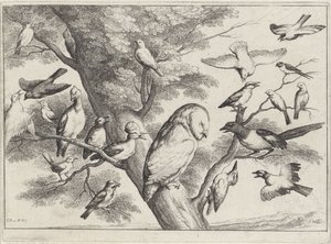 Ptaki na drzewie Różne ptaki (tytuł serii) autorstwa Wenceslaus Hollar