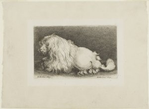 Biały pies autorstwa Wenceslaus Hollar