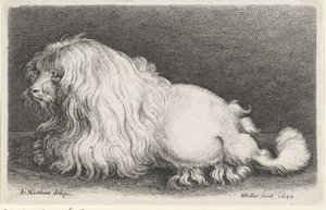 biały pies autorstwa Wenceslaus Hollar