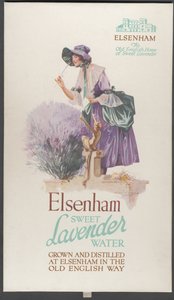 Lawenda Elsenham, lata 20. autorstwa Wilfred Fryer