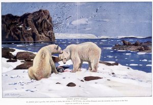 Arktyczny ocean lodowy z dwoma niedźwiedziami polarnymi, morsami i ptakami (mewy, alkyony i głupcy). Na podstawie akwareli W. Kuhnerta. autorstwa Wilhelm (after) Kuhnert