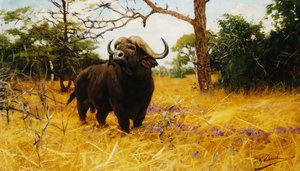 Kaffir Buffalo w Prairie Grass,