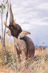 Słoń afrykański, ilustracja z Przyrody świata, ok. 1910 r.