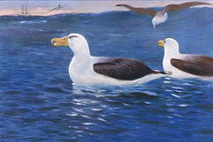 Albatros, ilustracja z Przyrody świata, ok. 1910