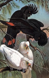 Kakadu Banksa, ok. 1910 r. (ilustracja) autorstwa Wilhelm Kuhnert