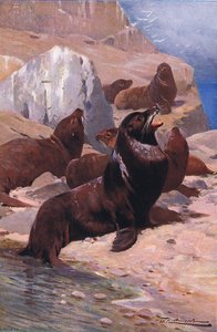 California Sea Lion, z Wildlife of the World wydanej przez Frederick Warne & Co, ok. 1900