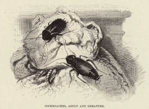 Karaluchy, dorosłe i niedojrzałe autorstwa Wilhelm Kuhnert