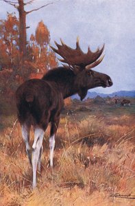 Elk or Moose, z książki Wildlife of the World wydanej przez Frederick Warne & Co, ok. 1900 autorstwa Wilhelm Kuhnert