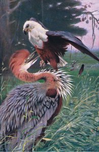 Czapla olbrzymia i orzeł morski, ilustracja z Przyrody świata, ok. 1910 r. autorstwa Wilhelm Kuhnert