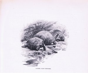 Żółwie olbrzymie, ilustracja z Przyrody świata, ok. 1910 r. autorstwa Wilhelm Kuhnert