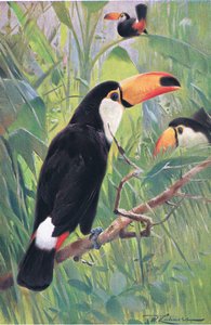 Giant Tucan, z Wildlife of the World wydanej przez Frederick Warne & Co, ok. 1900