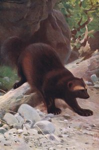 Żarłok lub Wolverine, z książki Wildlife of the World wydanej przez Frederick Warne & Co, ok. 1900 autorstwa Wilhelm Kuhnert