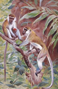 Zielona małpa, ilustracja z Przyrody świata, ok. 1910 r. autorstwa Wilhelm Kuhnert