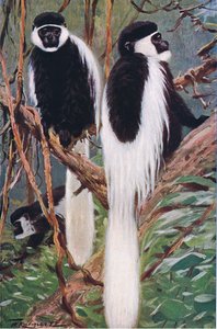Guereza, ilustracja z Przyrody świata, ok. 1910
