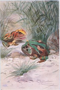 Rogata żaba, z książki Wildlife of the World wydanej przez Frederick Warne & Co, ok. 1900 autorstwa Wilhelm Kuhnert