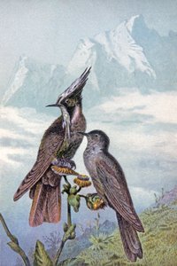 Maska kolibra, ok. 1910 r. (ilustracja) autorstwa Wilhelm Kuhnert