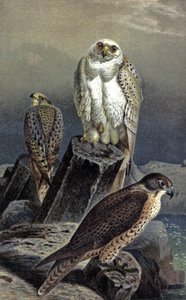 Sokół myśliwski, ok. 1910 r. (ilustracja) autorstwa Wilhelm Kuhnert