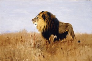 Lew wypatrujący zdobyczy, autorstwa Wilhelm Kuhnert