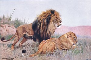 Lew i lwica, ilustracja z Przyrody świata, ok. 1910 r.