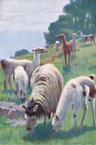 Lama, z książki Wildlife of the World wydanej przez Frederick Warne & Co, ok. 1900 autorstwa Wilhelm Kuhnert