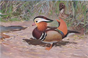 Mandarin Duck, z książki Wildlife of the World wydanej przez Frederick Warne & Co, ok. 1900