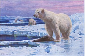 Niedźwiedź polarny, z książki Wildlife of the World wydanej przez Frederick Warne & Co, ok. 1900 autorstwa Wilhelm Kuhnert