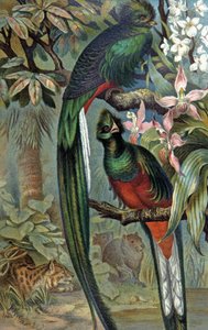 Olśniewający Quetzal, ok. 1910 r. (ilustracja) autorstwa Wilhelm Kuhnert