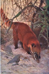 Red Coati, z Wildlife of the World wydanej przez Frederick Warne & Co, ok. 1900 autorstwa Wilhelm Kuhnert
