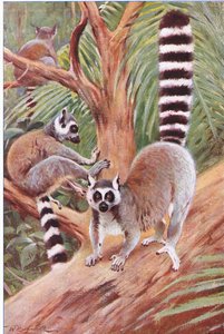 Lemur katta, ilustracja z filmu Wildlife of the World, ok. 1910 r. autorstwa Wilhelm Kuhnert